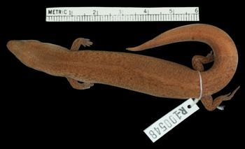 Media type: image;   Herpetology R-100548